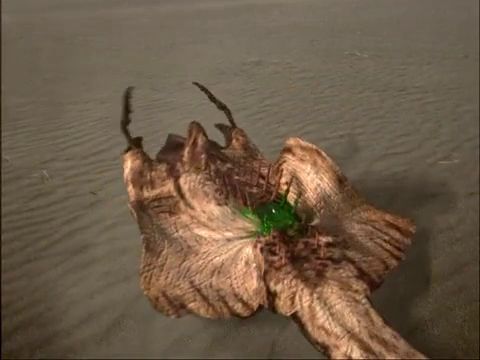 File:1.43 - The Beasts Beneath - sandshark 04.png